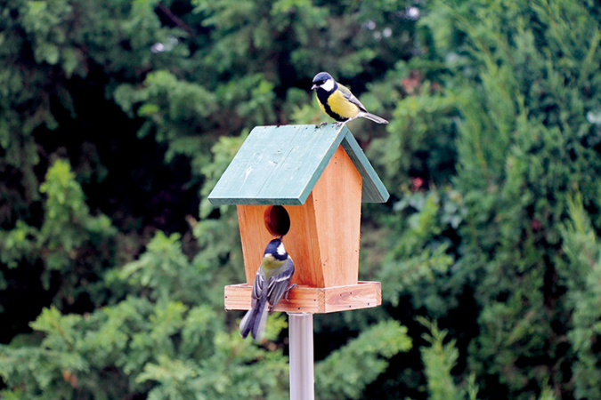 Building a Birdhouse: A Step-by-Step DIY Process