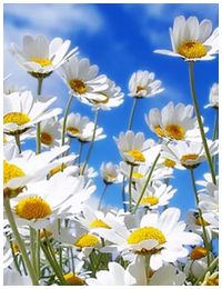 Beverly J. Kane, 87